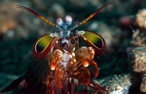Banda Sea 2018 - DSC05505_rc - Peacock Mantis - Squille multicolore - Odontodactylus scyllarus